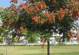 Il verde in piazza Dante